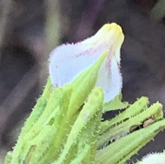 Cordylanthus rigidus rigidus