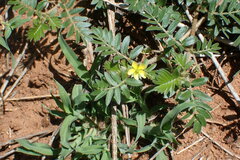 Tribulus