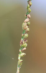 Paspalum floridanum
