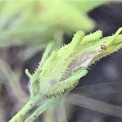 Cordylanthus rigidus rigidus