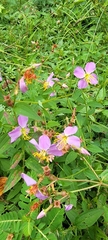 Rhexia virginica