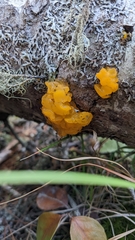 Dacrymyces chrysospermus