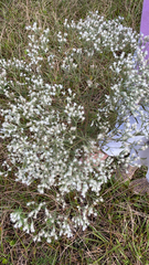 Eupatorium hyssopifolium