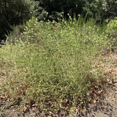 Cordylanthus rigidus rigidus