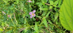 Rhexia virginica