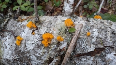 Dacrymyces chrysospermus