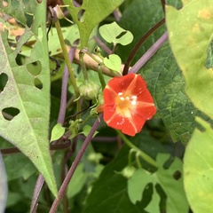 Ipomoea coccinea