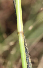 Paspalum floridanum