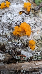 Dacrymyces chrysospermus