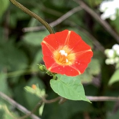 Ipomoea coccinea