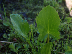 Caltha leptosepala