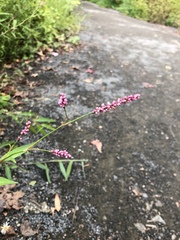 Persicaria decipiens