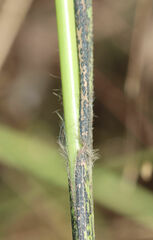 Paspalum floridanum