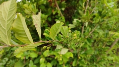 Pourthiaea villosa