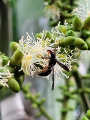 Anterhynchium rufipes