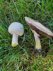 Agaricus xanthodermus