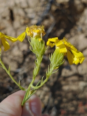 Senecio flaccidus