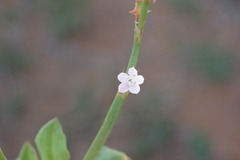 Oxygonum