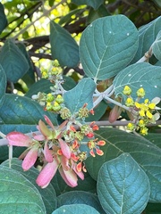 Tetrapterys phlomoides