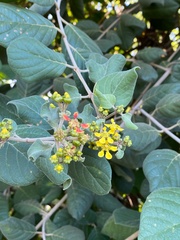 Tetrapterys phlomoides