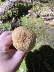 Chroogomphus tomentosus