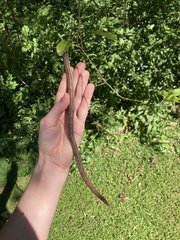 Dolichandra unguis-cati