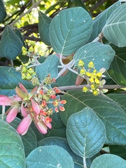Tetrapterys phlomoides