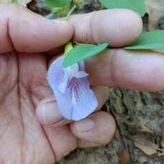 Clitoria