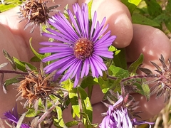 Symphyotrichum oblongifolium