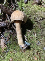 Chroogomphus tomentosus