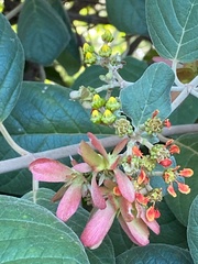 Tetrapterys phlomoides
