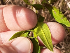 Symphyotrichum oblongifolium