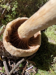 Chroogomphus tomentosus