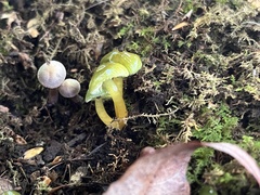 Gliophorus psittacinus