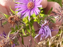 Symphyotrichum oblongifolium
