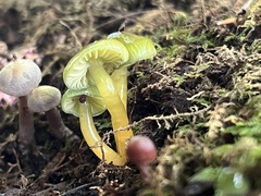 Gliophorus psittacinus