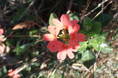 Crossandra