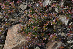 Vaccinium vitis-idaea minus