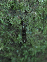 Tipulomorpha