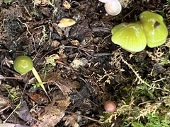 Gliophorus psittacinus