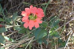 Crossandra