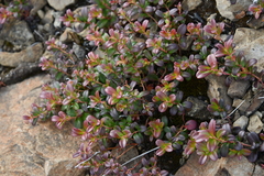 Vaccinium vitis-idaea minus