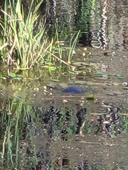 Actinemys marmorata marmorata