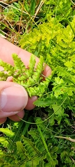 Dryopteris aemula