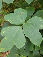 Pueraria montana