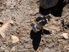 Chlosyne lacinia crocale