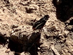 Chlosyne lacinia crocale