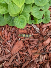 Danaus plexippus