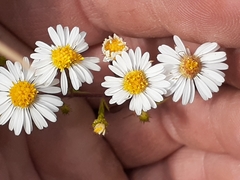 Symphyotrichum pilosum