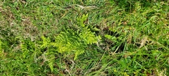 Dryopteris aemula